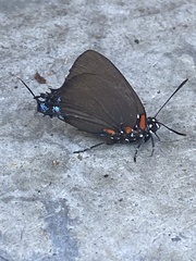 Atlides halesus