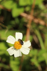 Acmaeodera pulchella