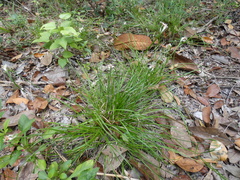 Rhynchospora colorata