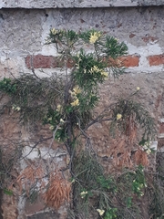 Cupressus lusitanica