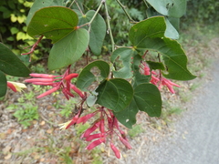Bauhinia erythrocalyx