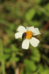 Acmaeodera pulchella