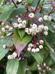 Cornus racemosa