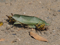 Microcentrum californicum