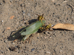 Microcentrum californicum