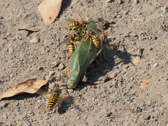 Microcentrum californicum