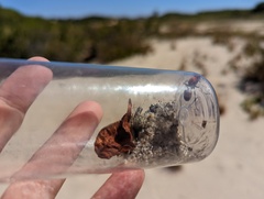 Dasymutilla bioculata