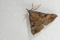 Hypena edictalis