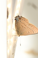 Satyrium caryaevorus