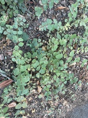 Symphoricarpos mollis