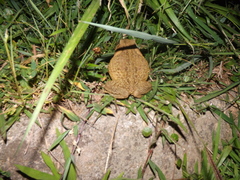 Rhinella horribilis