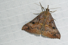 Hypena edictalis