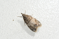 Scoparia basalis