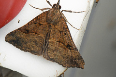 Hypena edictalis