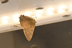 Satyrium caryaevorus