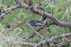 Polioptila melanura