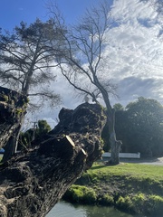 Microcarbo melanoleucos brevirostris