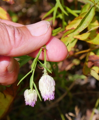 Polygala sanguinea