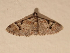 Mnesiloba eupitheciata