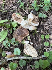 Russula grata