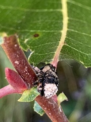 Cryptorhynchus lapathi