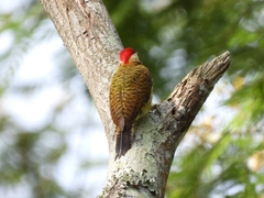 Colaptes punctigula