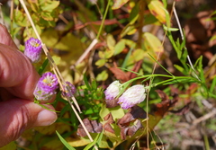Polygala sanguinea