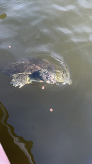 Apalone spinifera guadalupensis