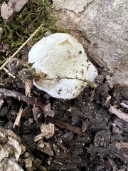 Entoloma abortivum