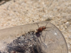 Dasymutilla bioculata