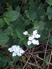 Lantana velutina
