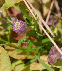 Polygala sanguinea