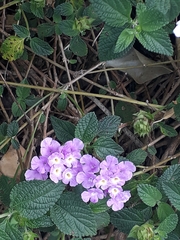 Lantana velutina