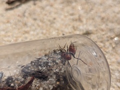 Dasymutilla bioculata