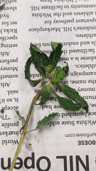 Euphorbia davidii