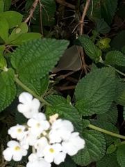 Lantana velutina