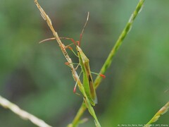 Stenocoris