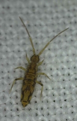 Entomobrya intermedia