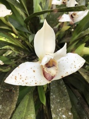 Maxillaria