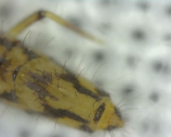 Entomobrya intermedia