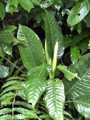 Dieffenbachia