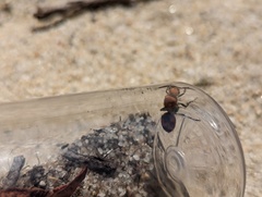 Dasymutilla bioculata