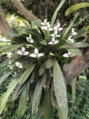 Maxillaria