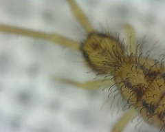 Entomobrya intermedia