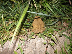 Rhinella horribilis