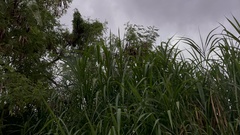 Poaceae