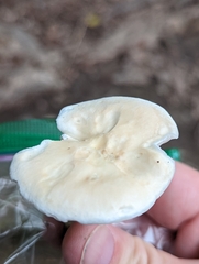 Cuphophyllus angustifolius