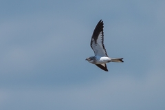 Chordeiles rupestris