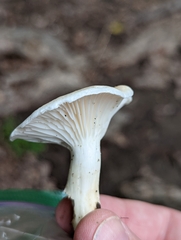 Cuphophyllus angustifolius