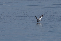 Chordeiles rupestris